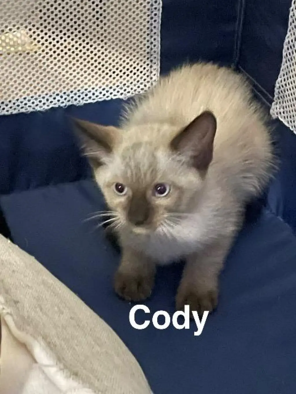 Cody