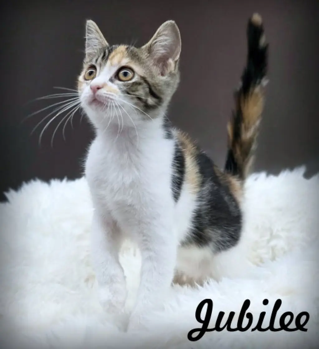 Jubilee