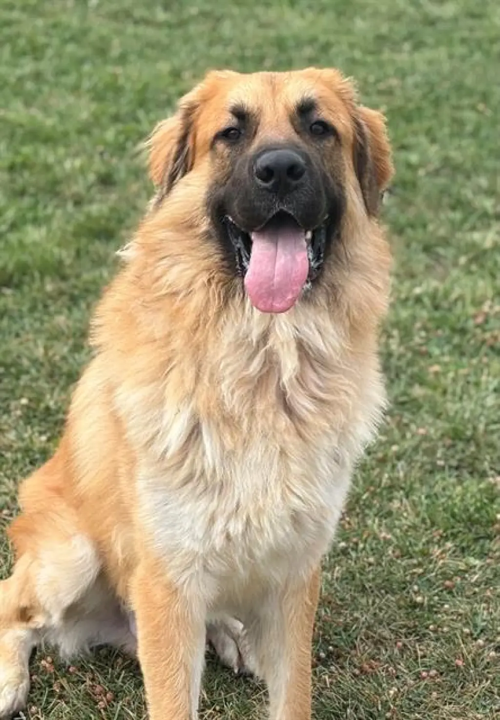 SIMBA