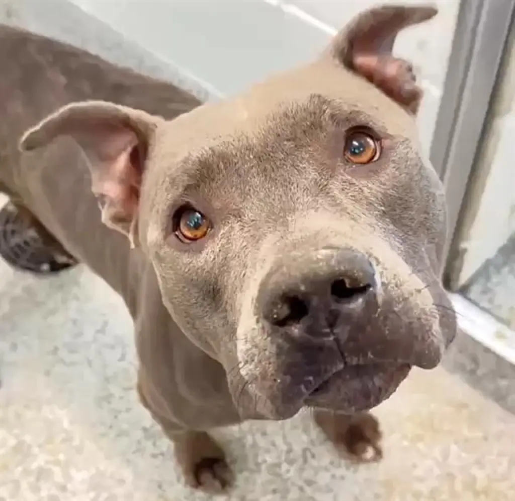 BRUCE