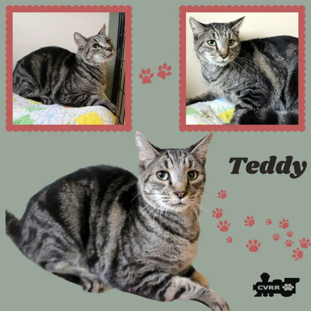 Teddy (Cat)