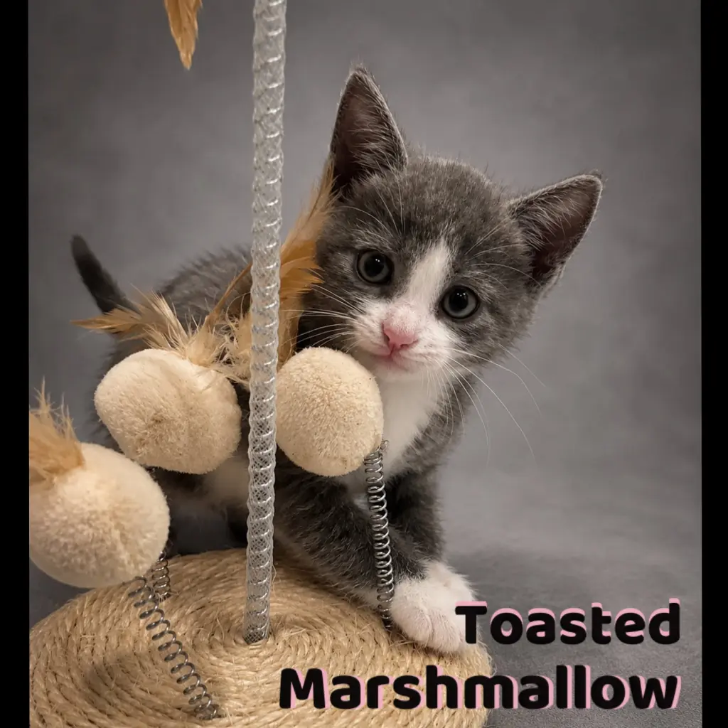 Toasted Marshmallow
