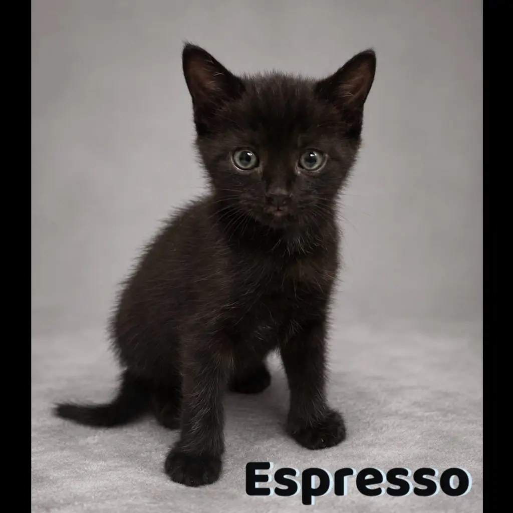 Espresso