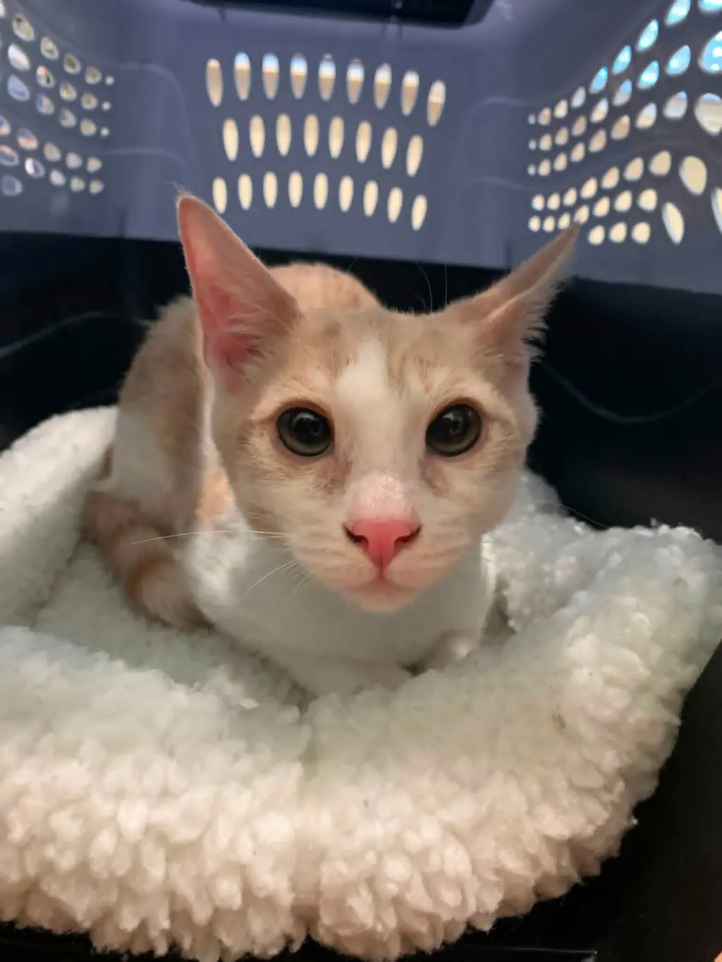 Shelby