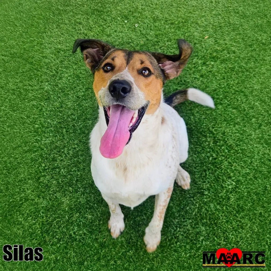 Silas