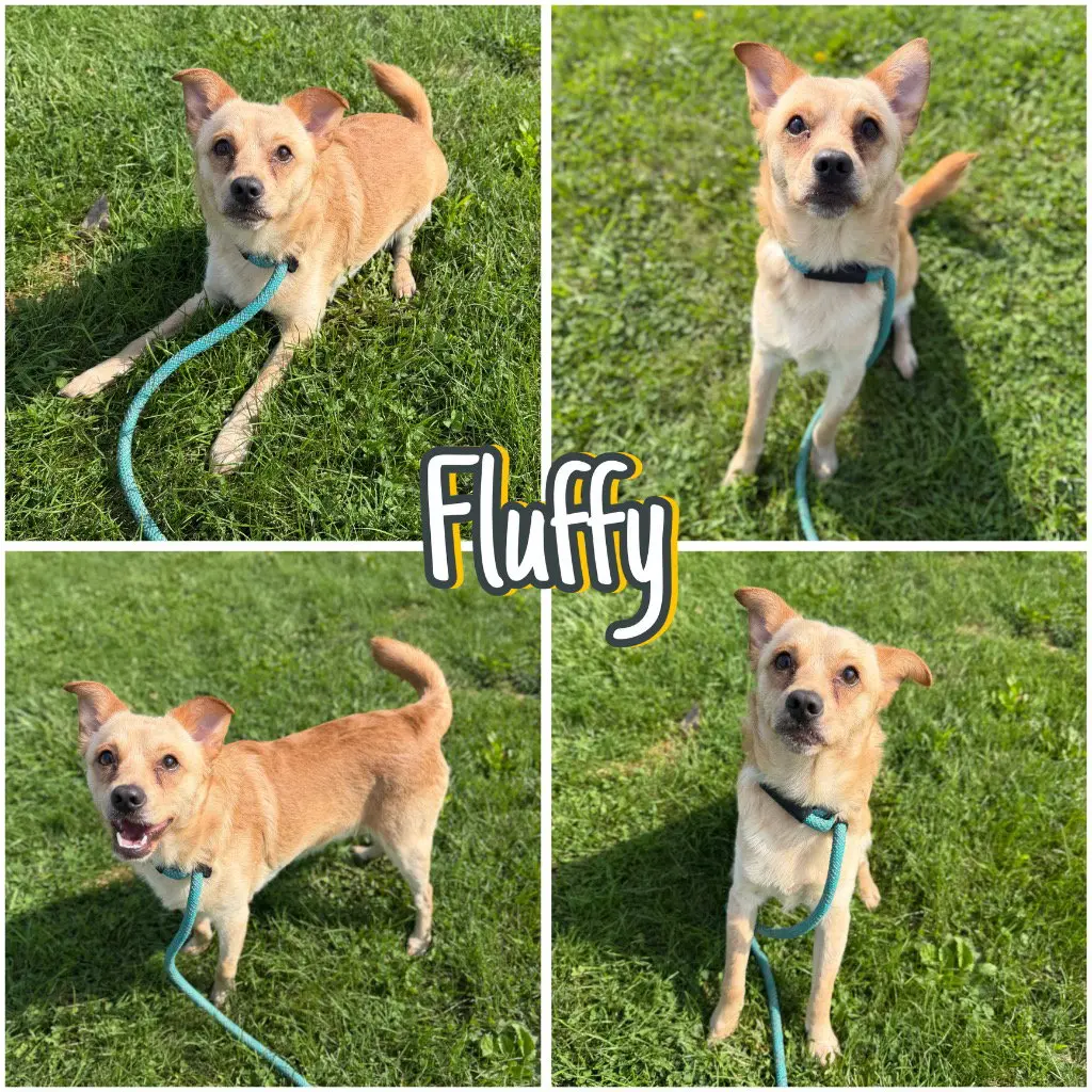 Fluffy