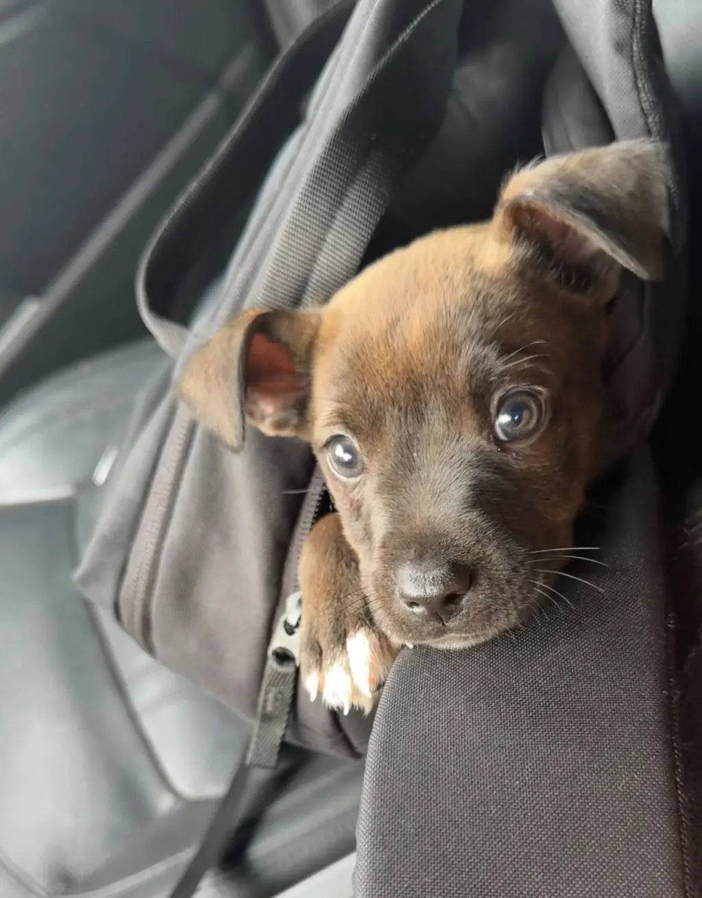 Sirius (Harry Potter litter)