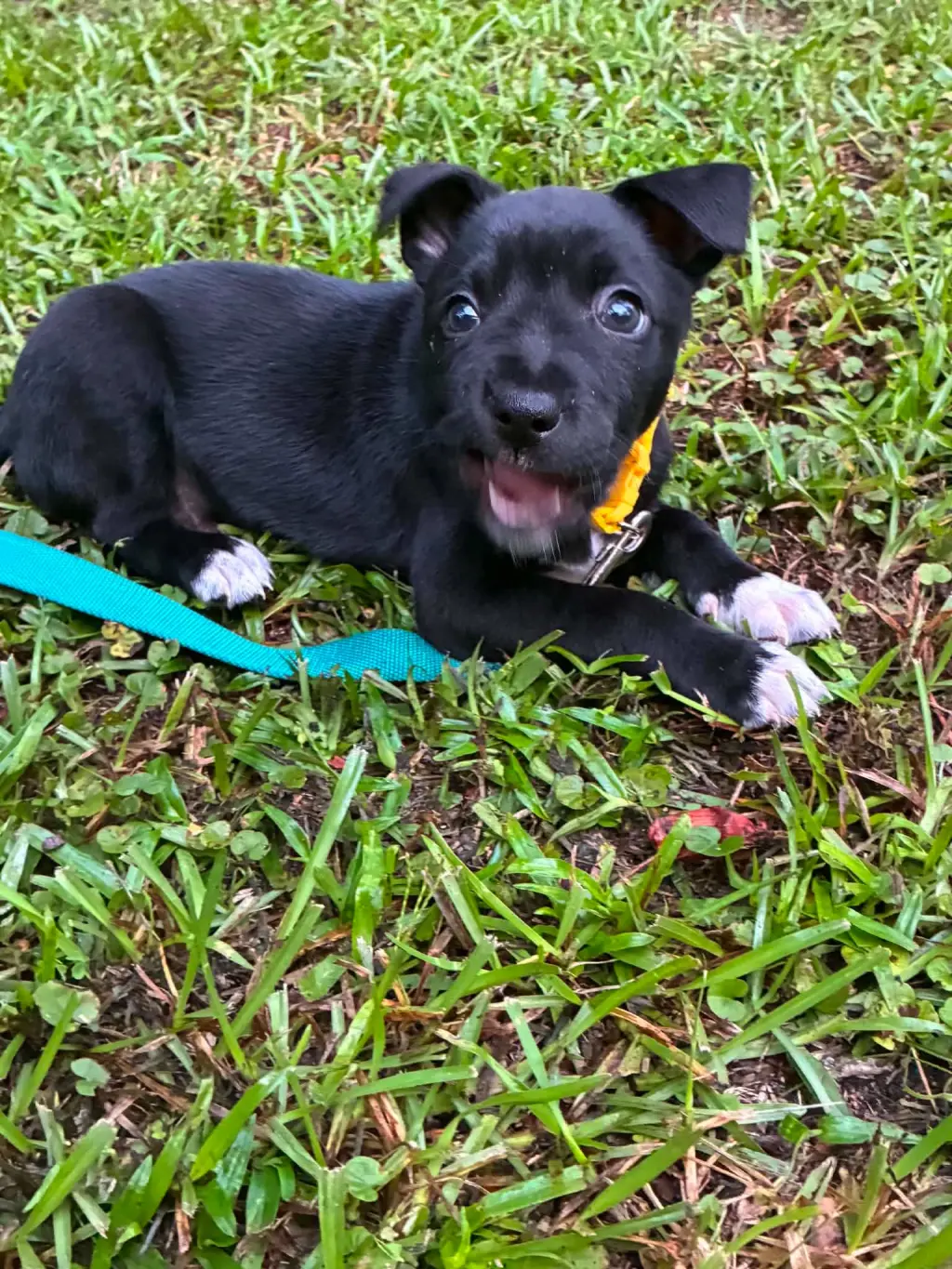 Ron (Harry Potter Litter)