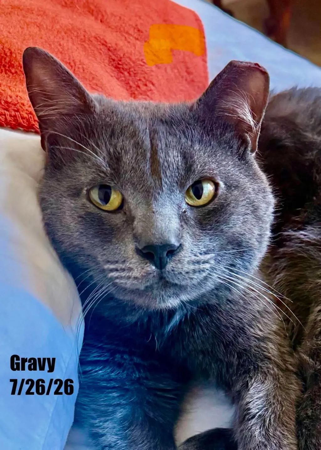 Gravy