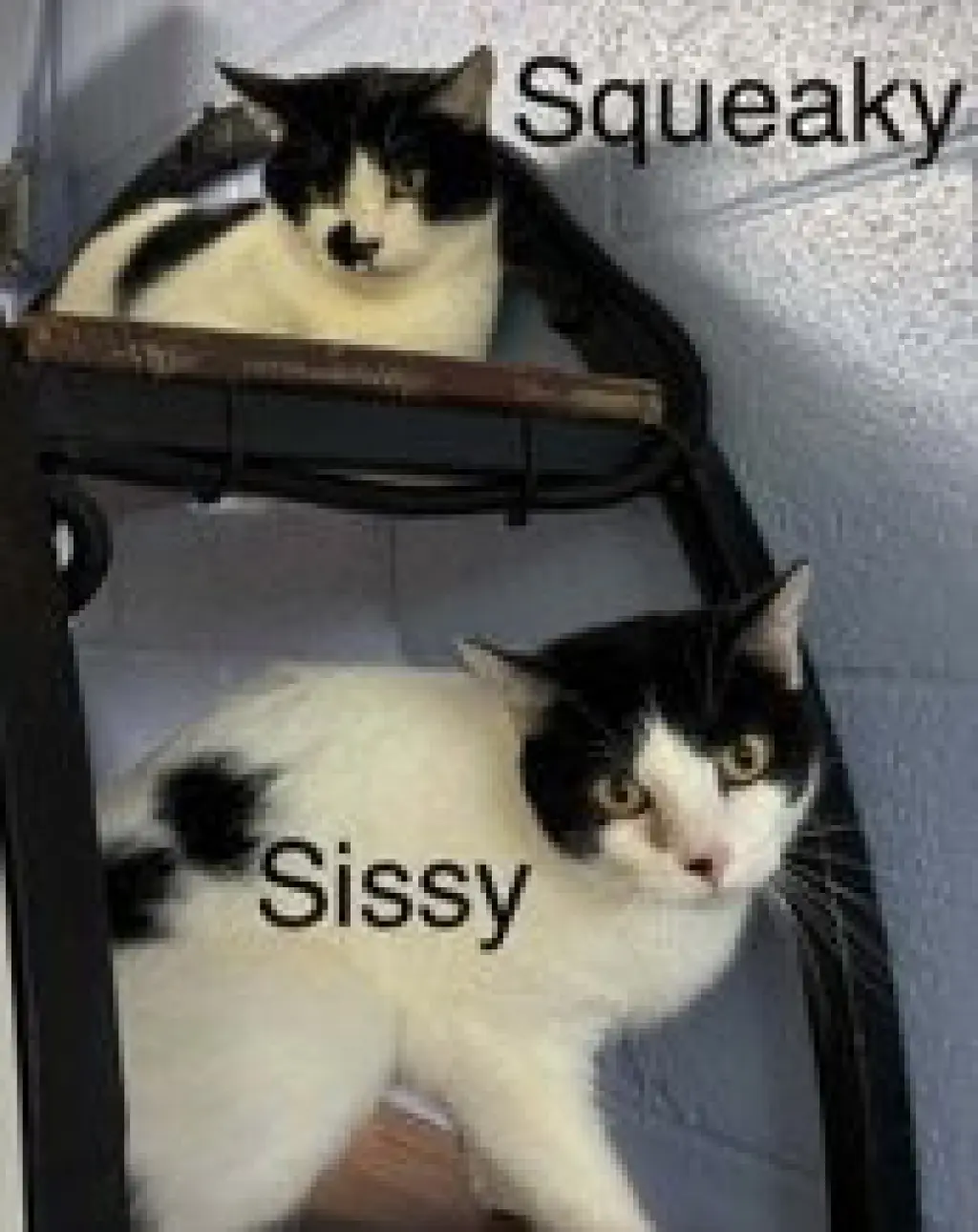 Squeeky