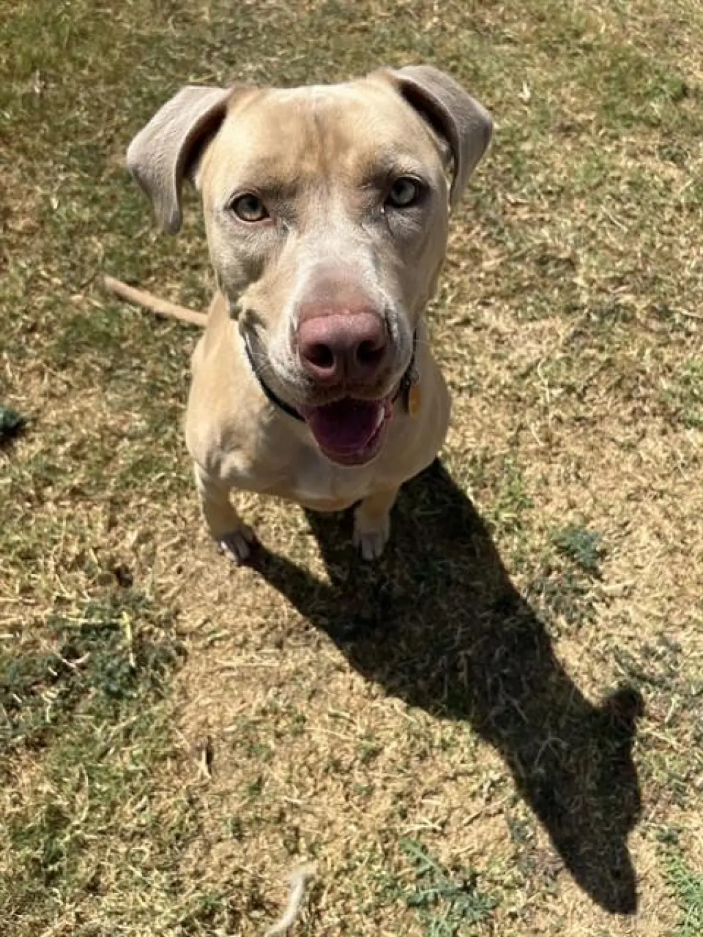 PEBBLES