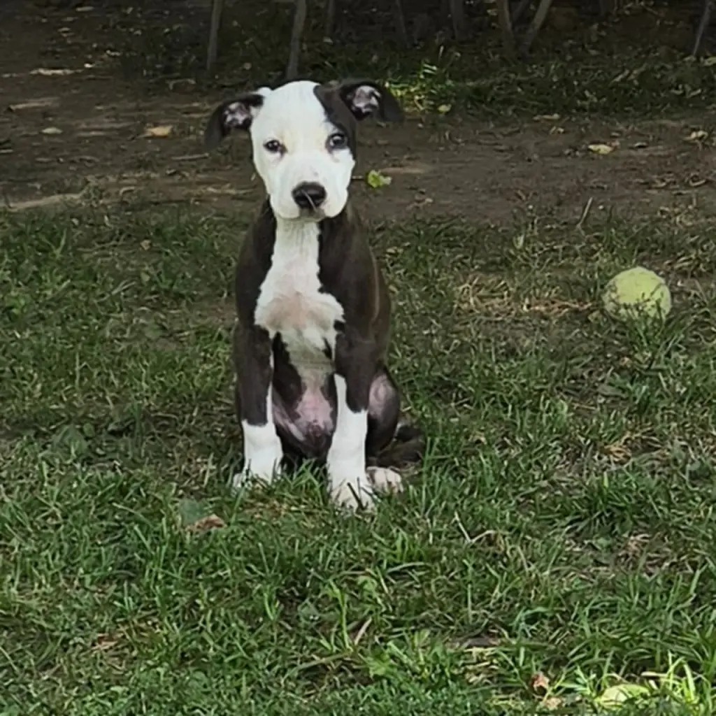 Puppy 7 (NY-Shari)
