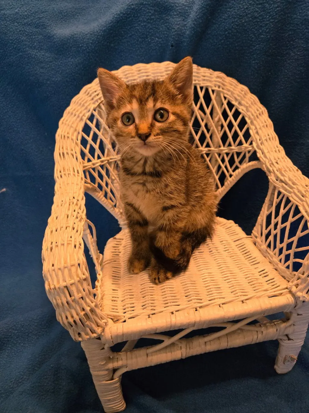 Nordie *IN FOSTER*