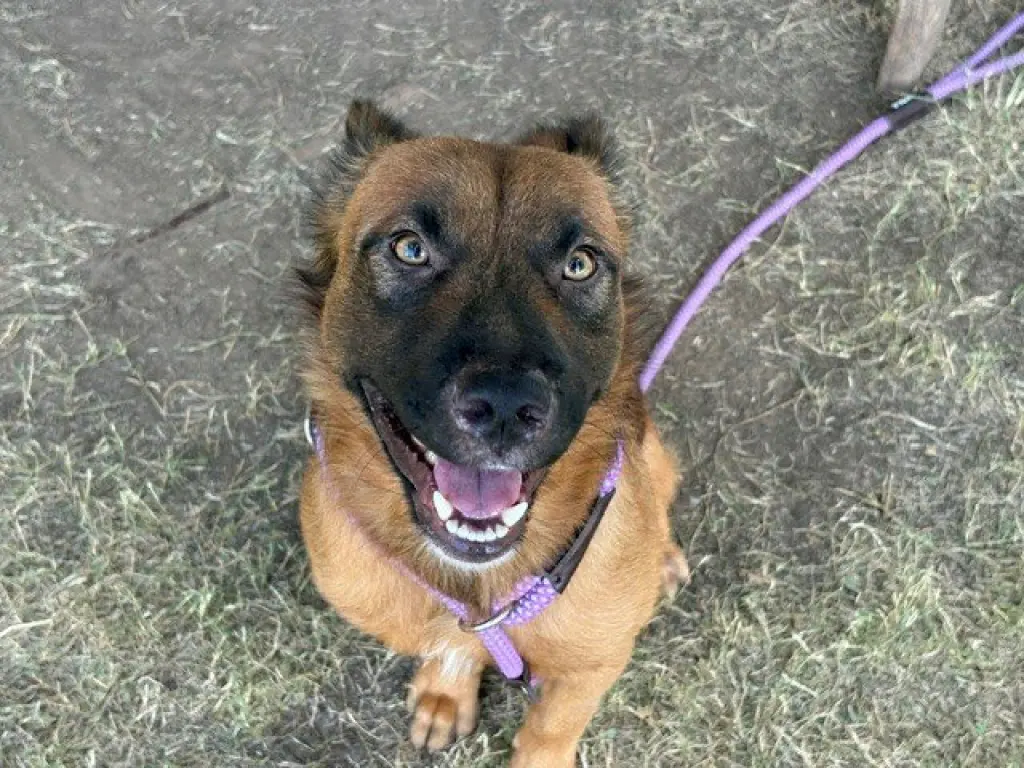 COSMO
