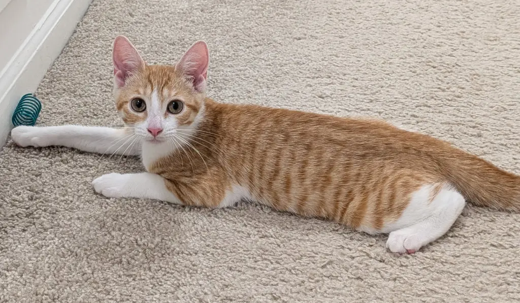 Millie (bonded with Maggie)