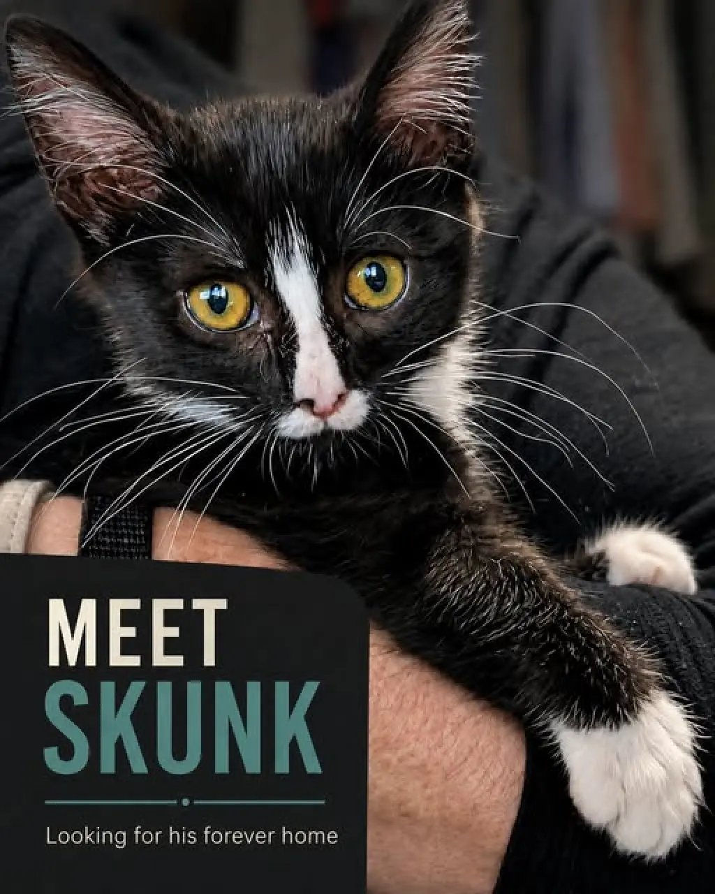 Skunk- SR