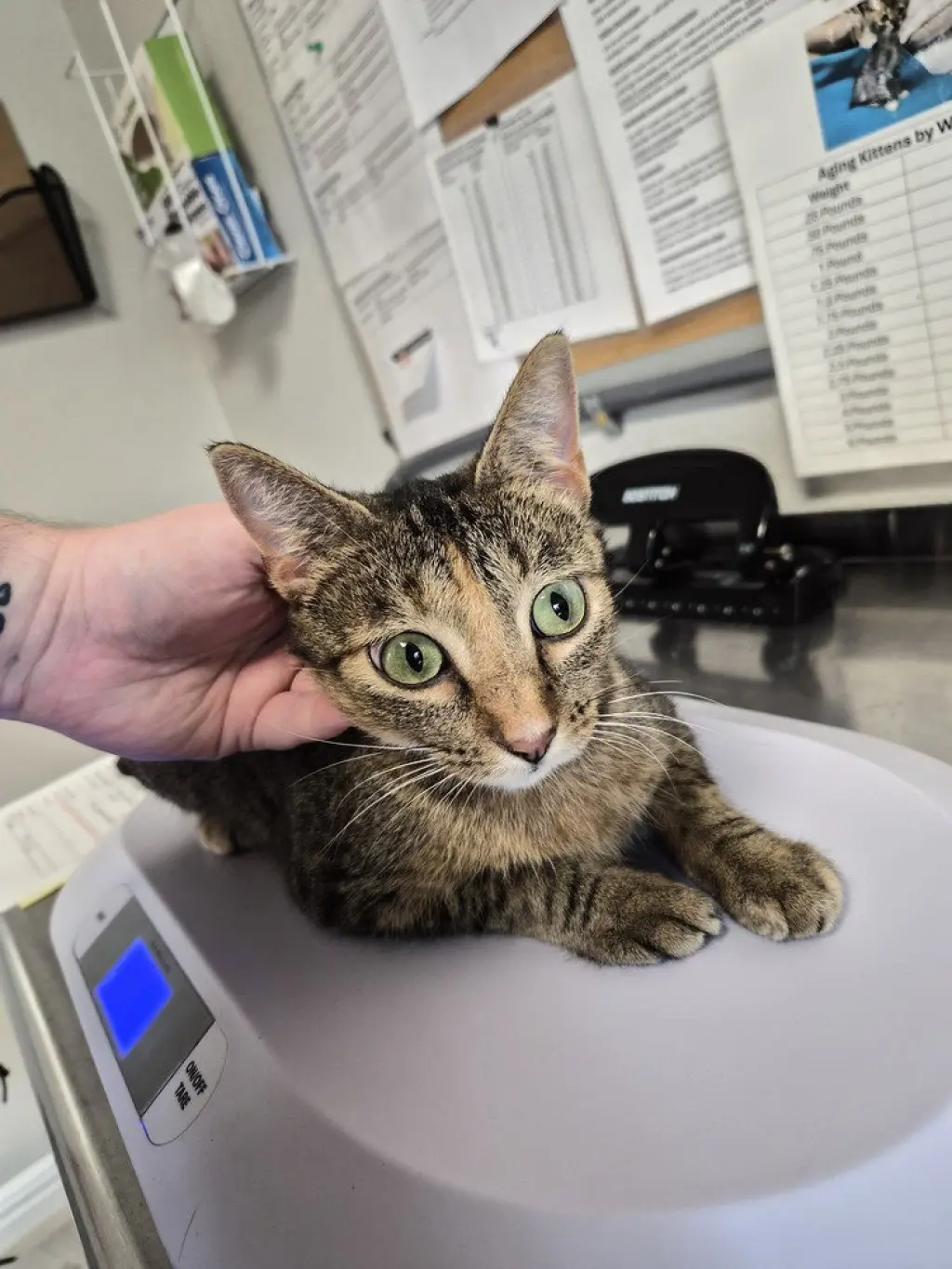 Clara