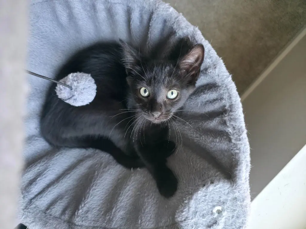 Mel - Pending Adoption