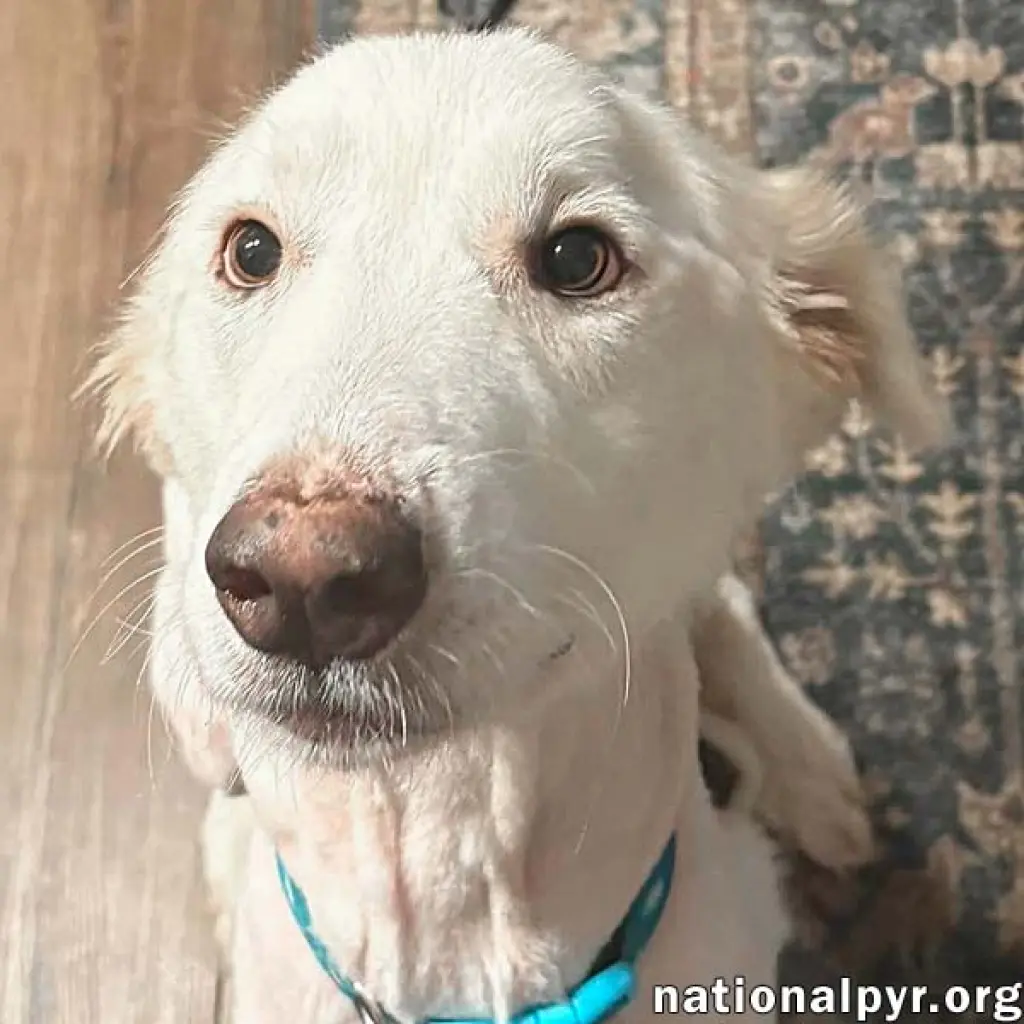Wanda in AL - A Sweet Cuddle-Bug!
