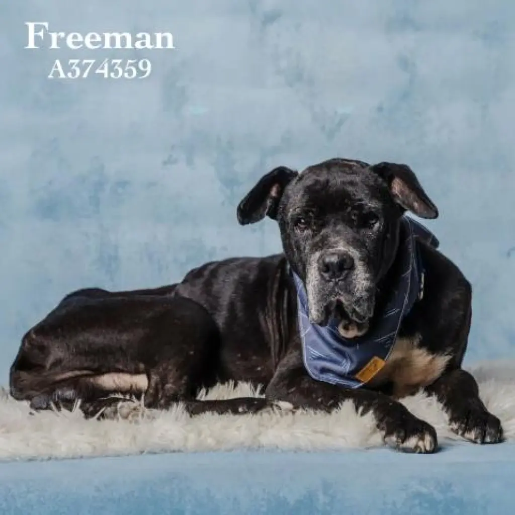 FREEMAN