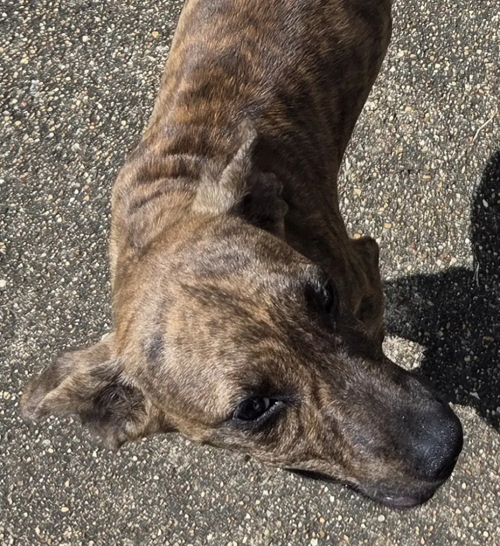 ZCL-D-Brindle