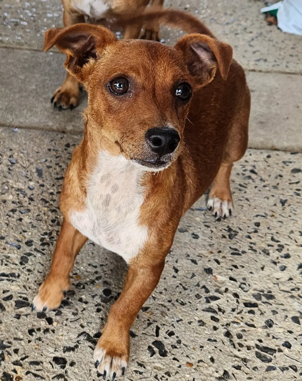 ZCL-D-Dachshund Chihuahua mix