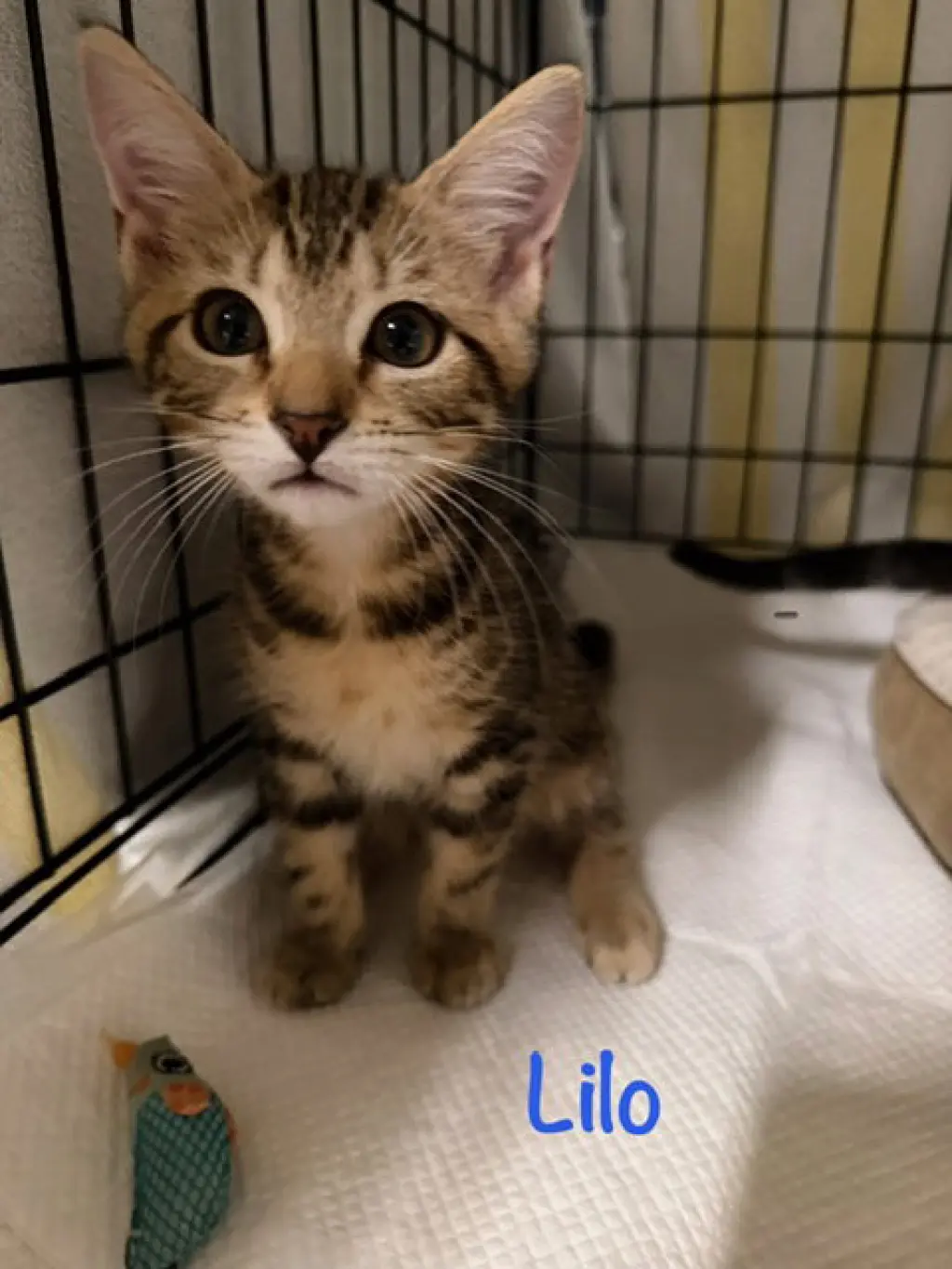 Lilo