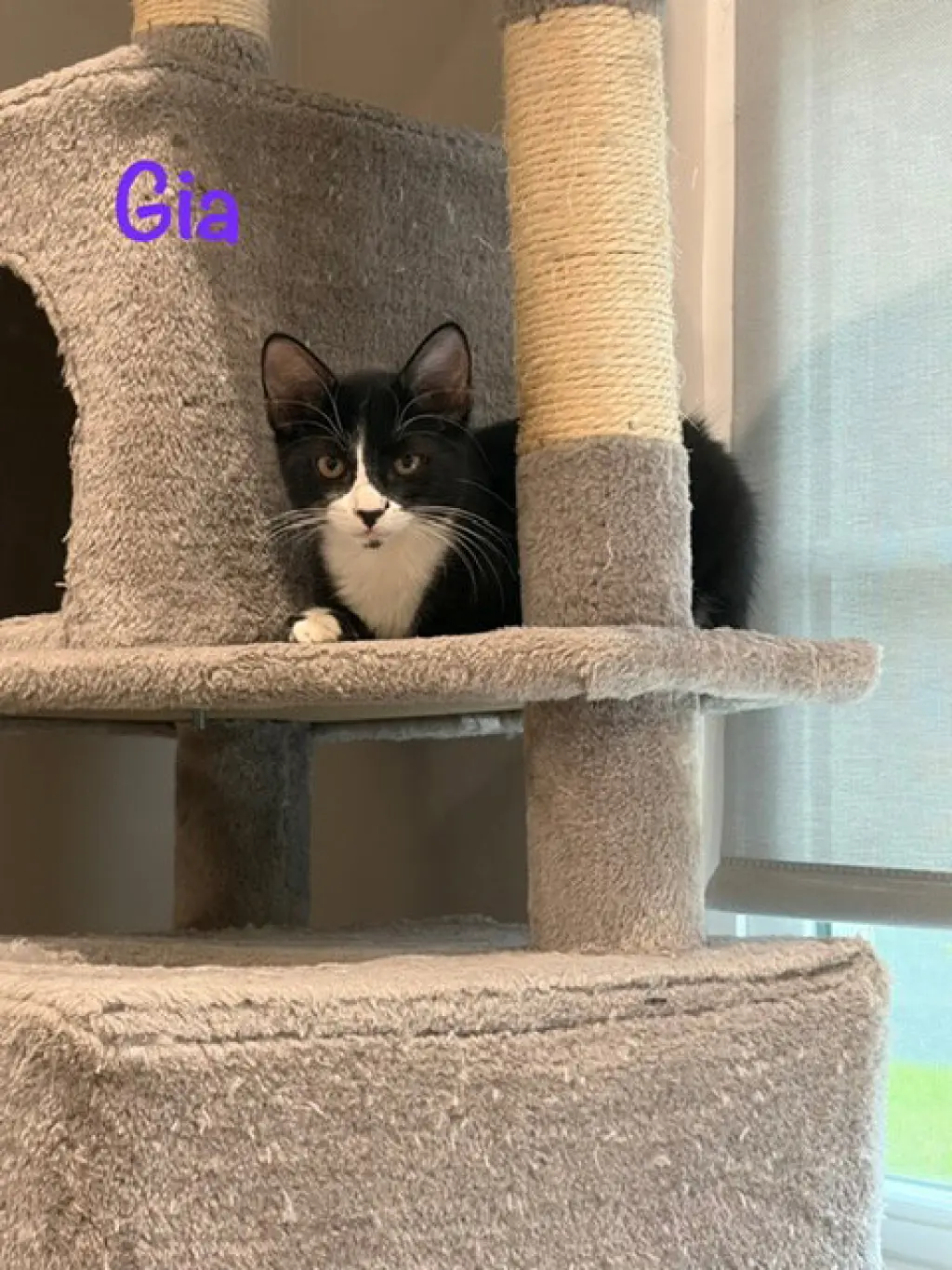 Gia