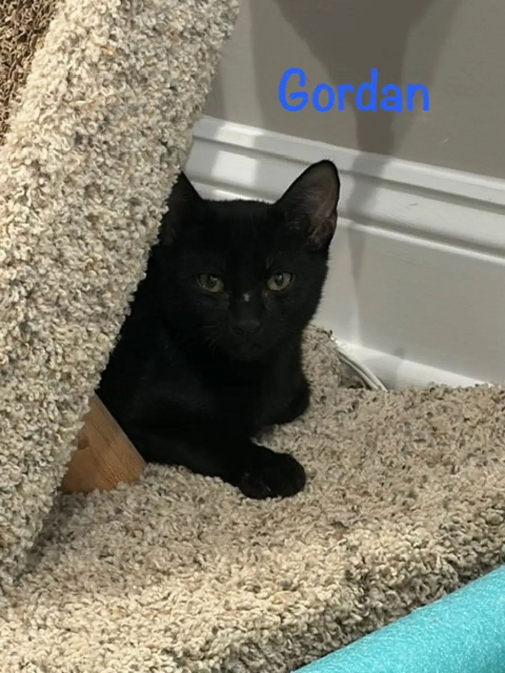 Gordan