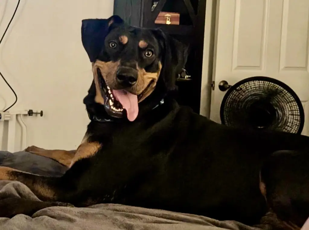 Tasha