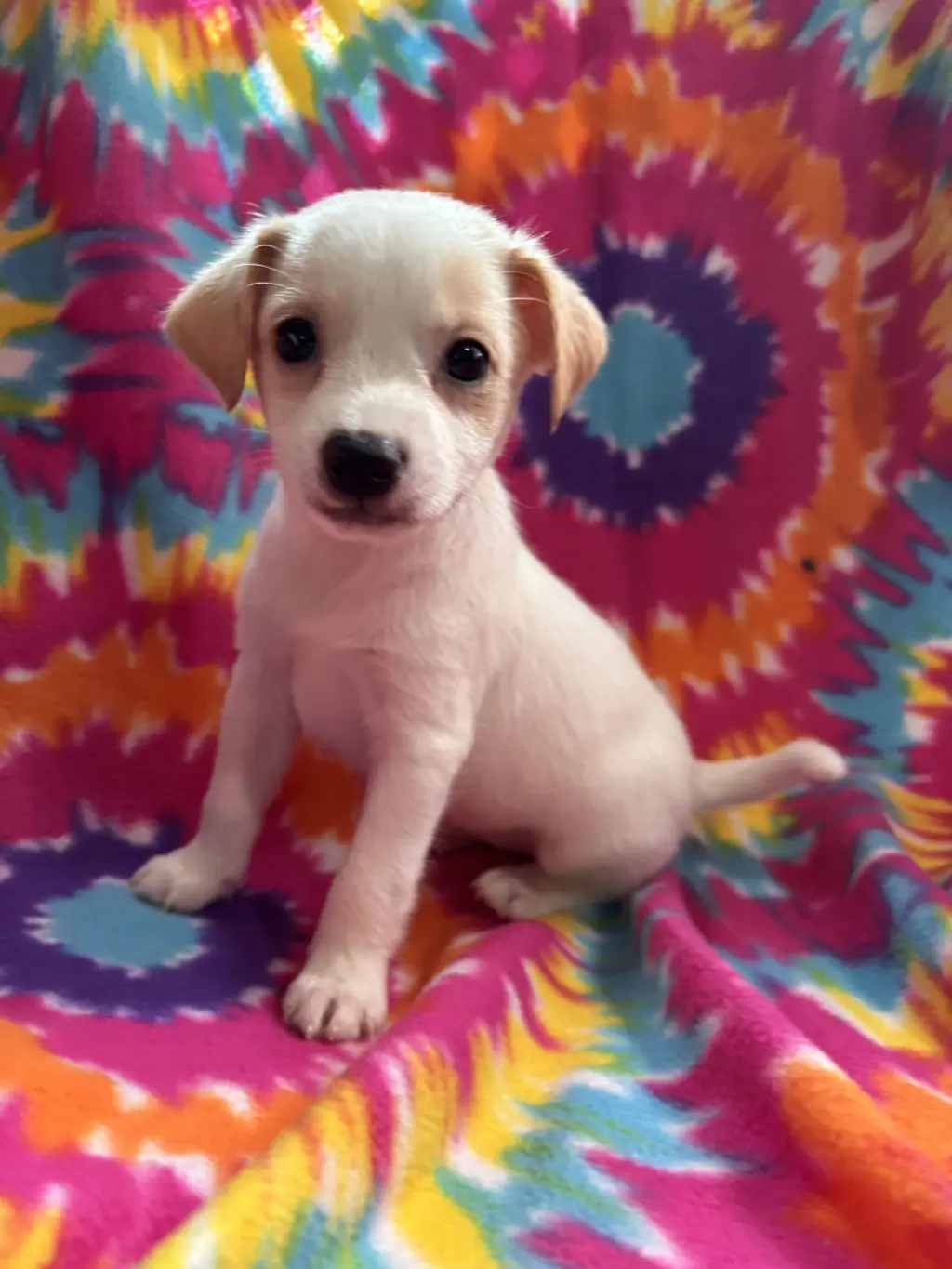 Hibiscus Jul 26 - An Annie Pup