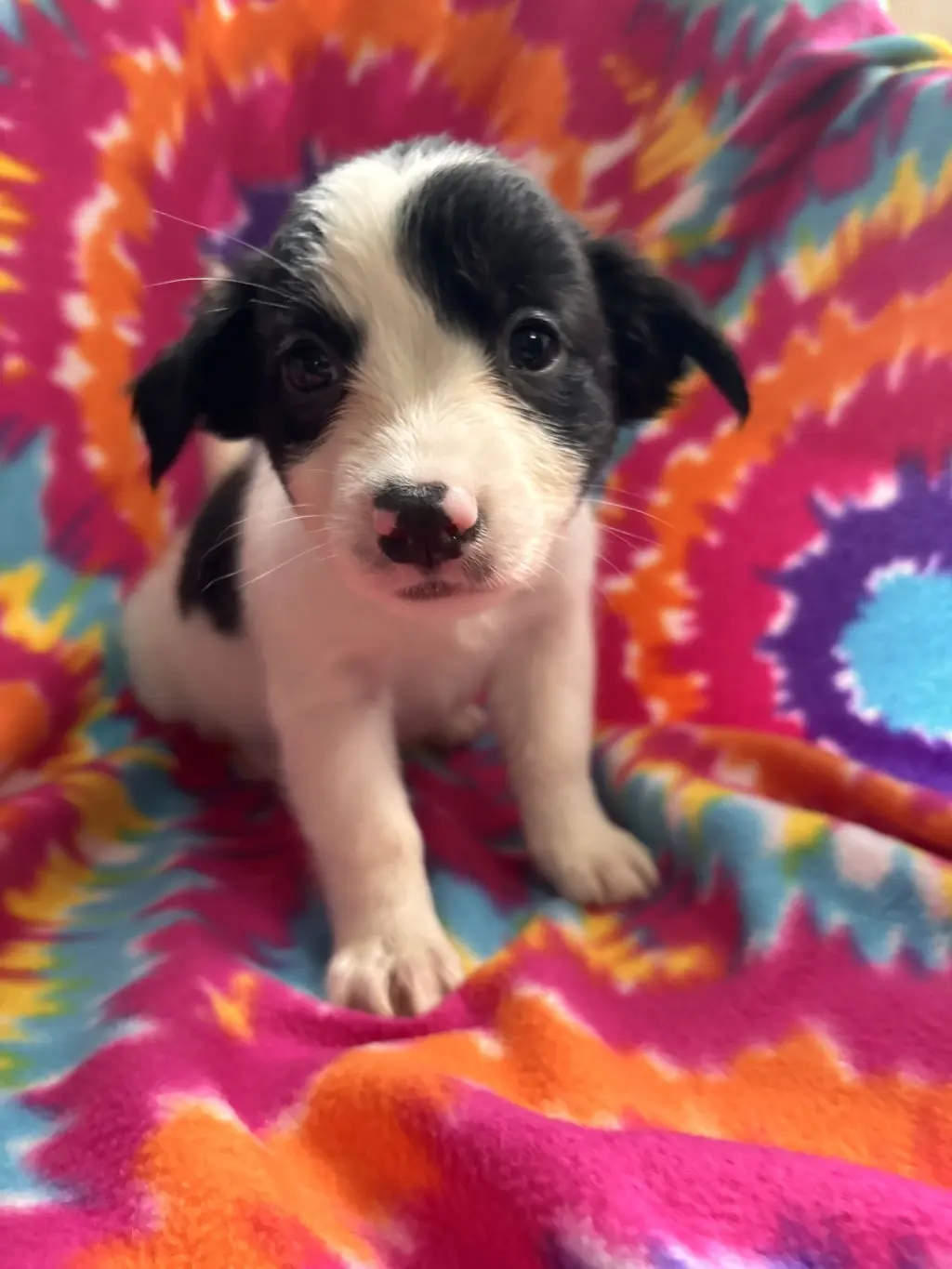 Jasmine Jul 26 - An Annie Pup