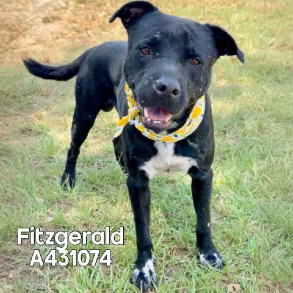 FITZGERALD
