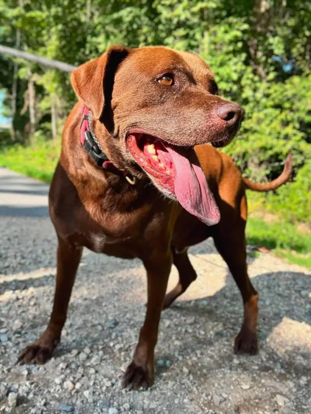 Cocoa