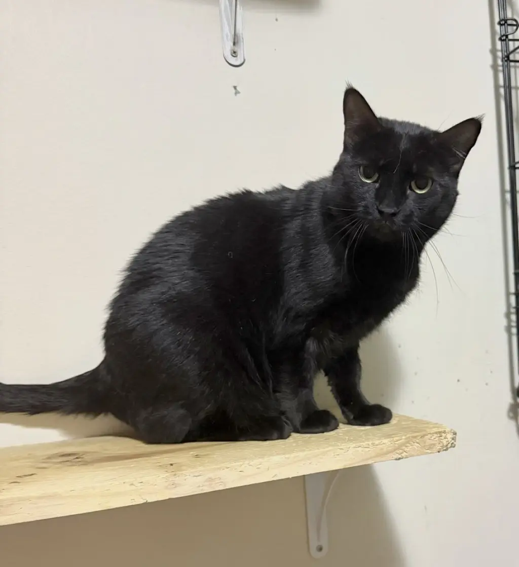 Spunky