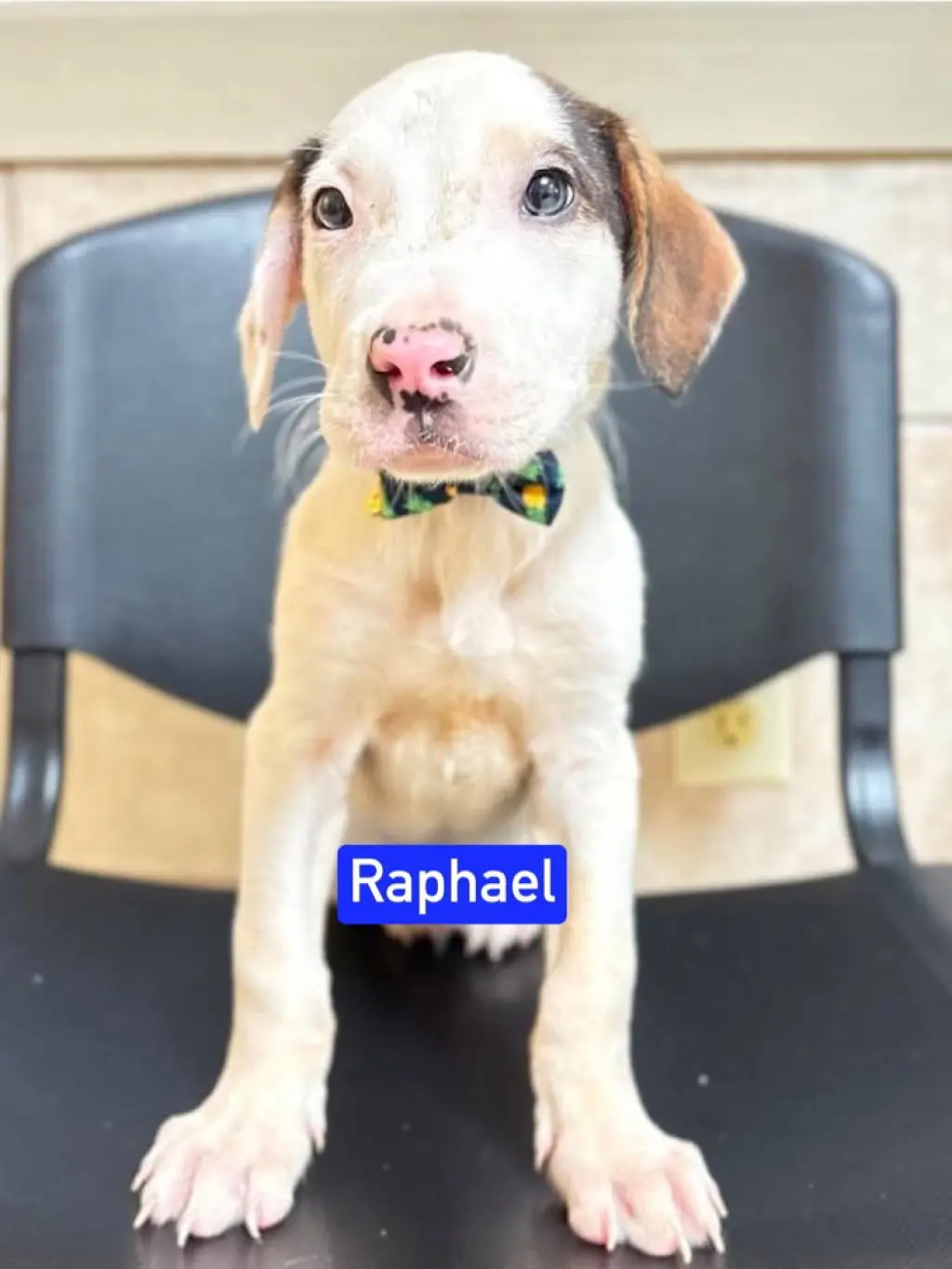 ML Raphael aka Timber