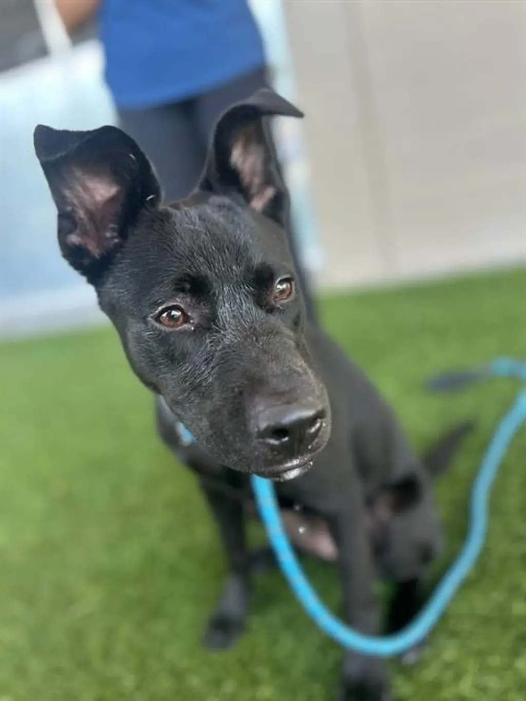 NOVA