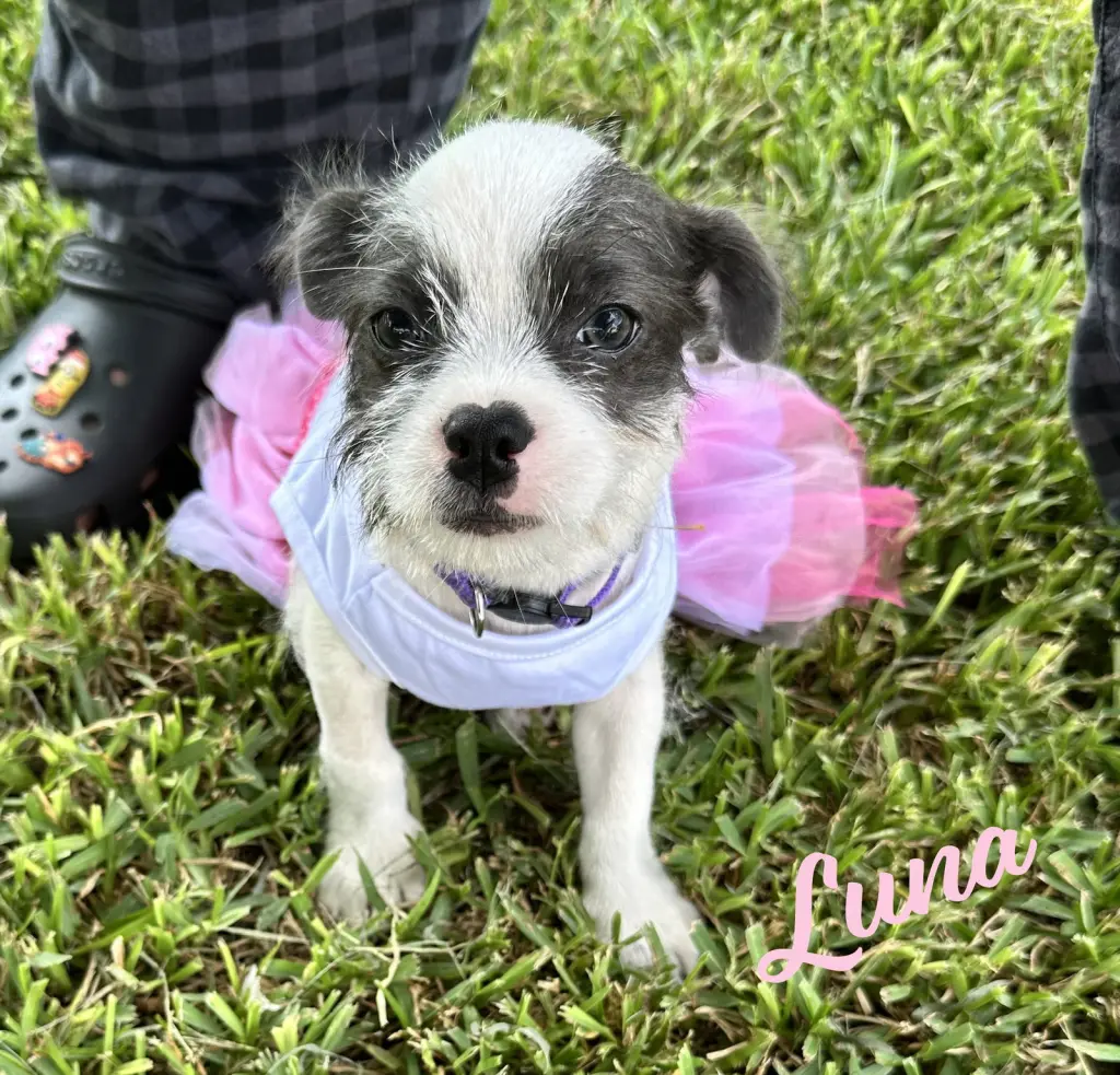 Luna #plush-toy-litter