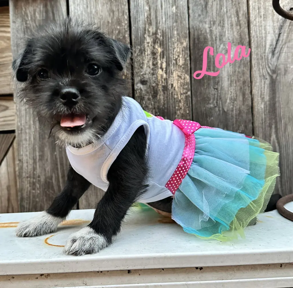 Lola #plush-toy-litter