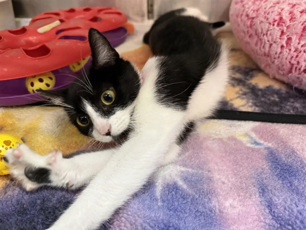 OREO