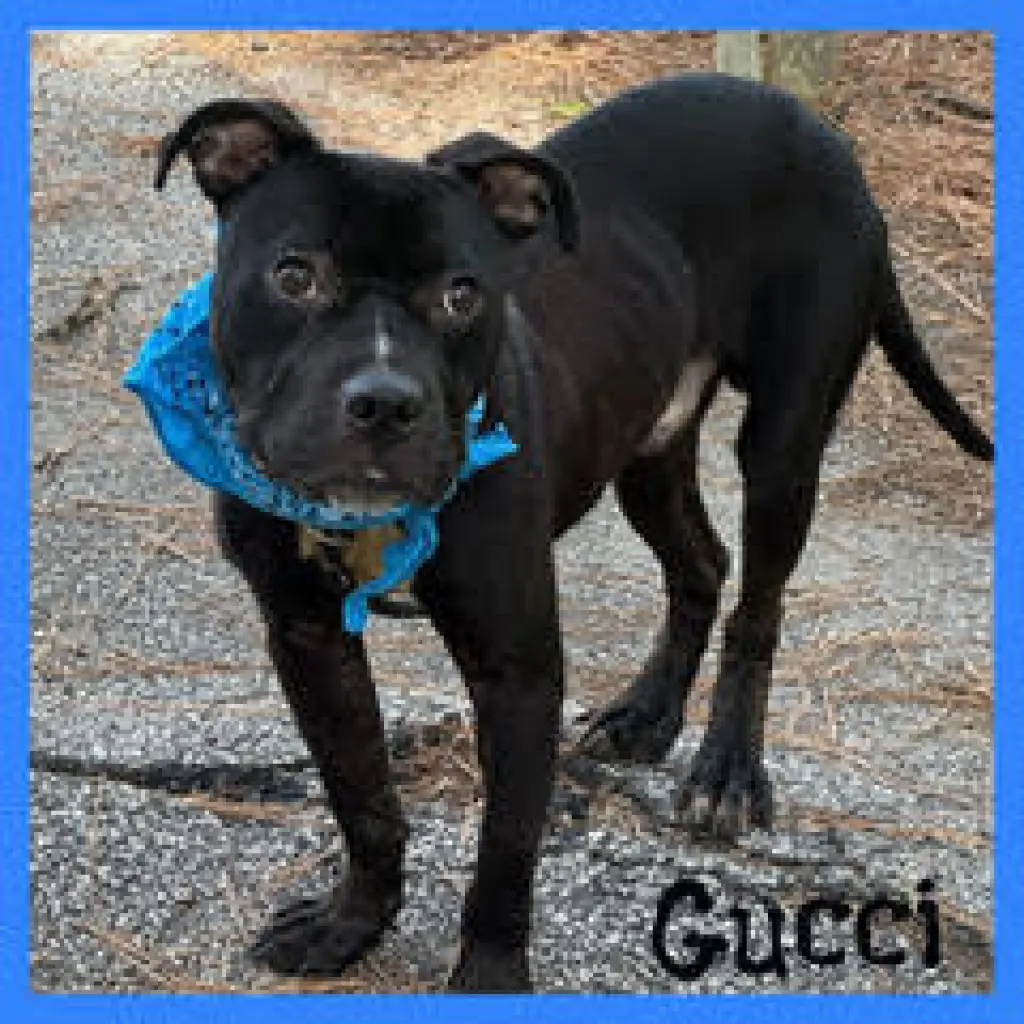 Gucci