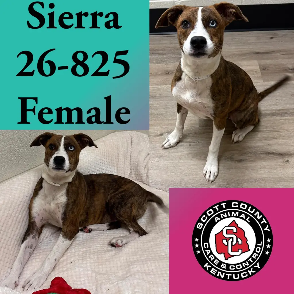 Sierra