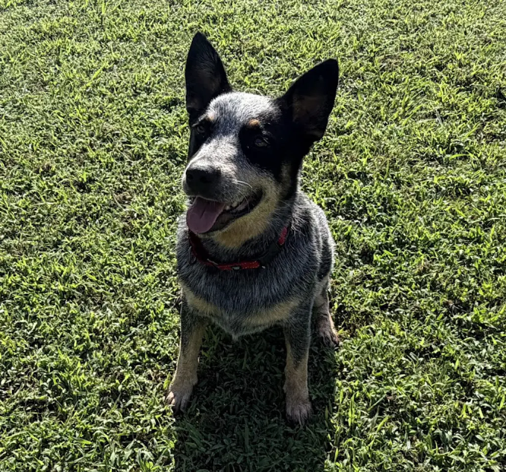 Bandit