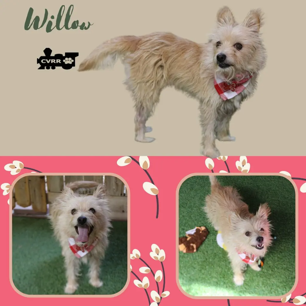 Willow