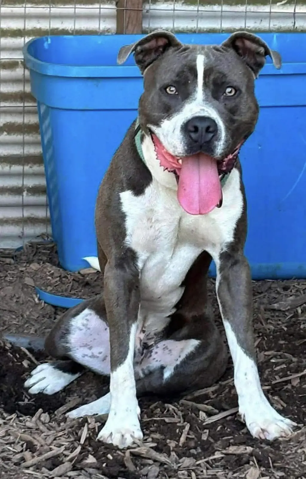 Maverick: At shelter