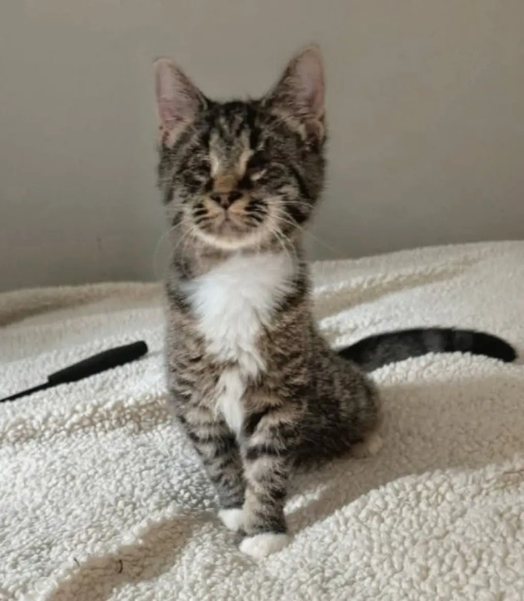 Mary ( Blind Kitty)