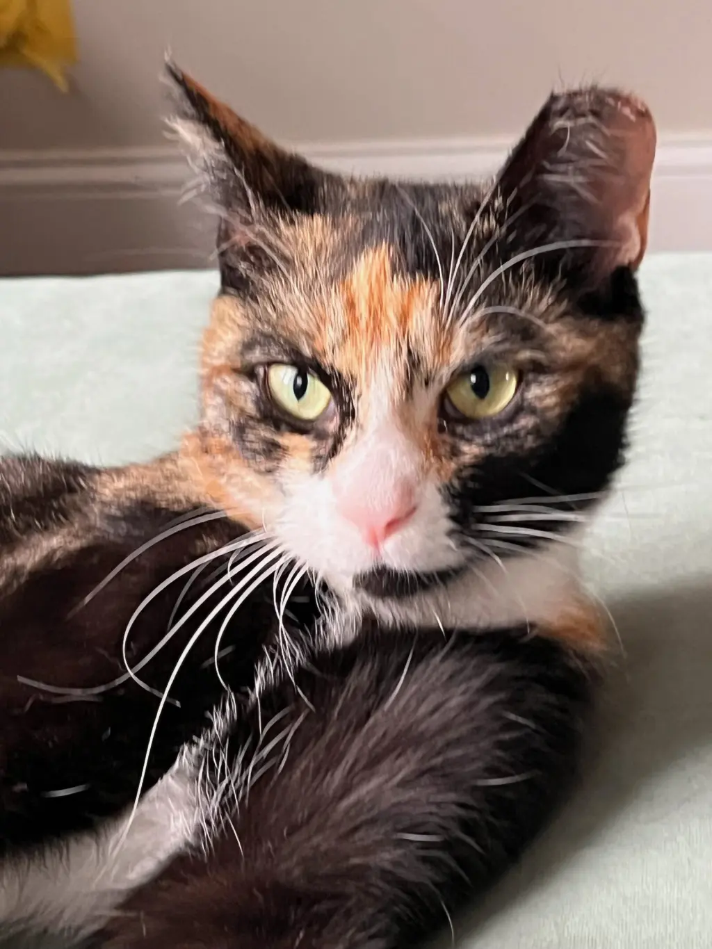 Eleanor: At the shelter