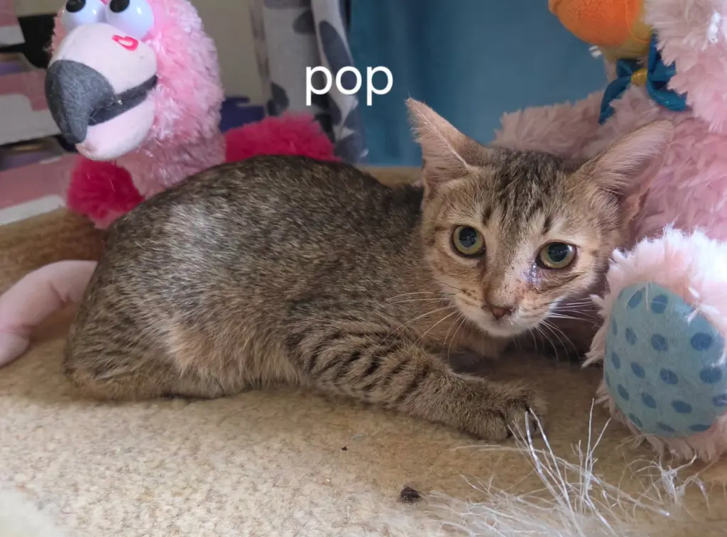 Pop