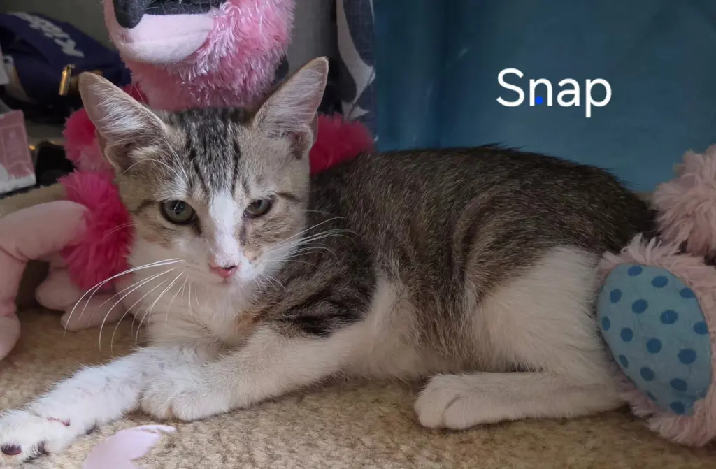 Snap