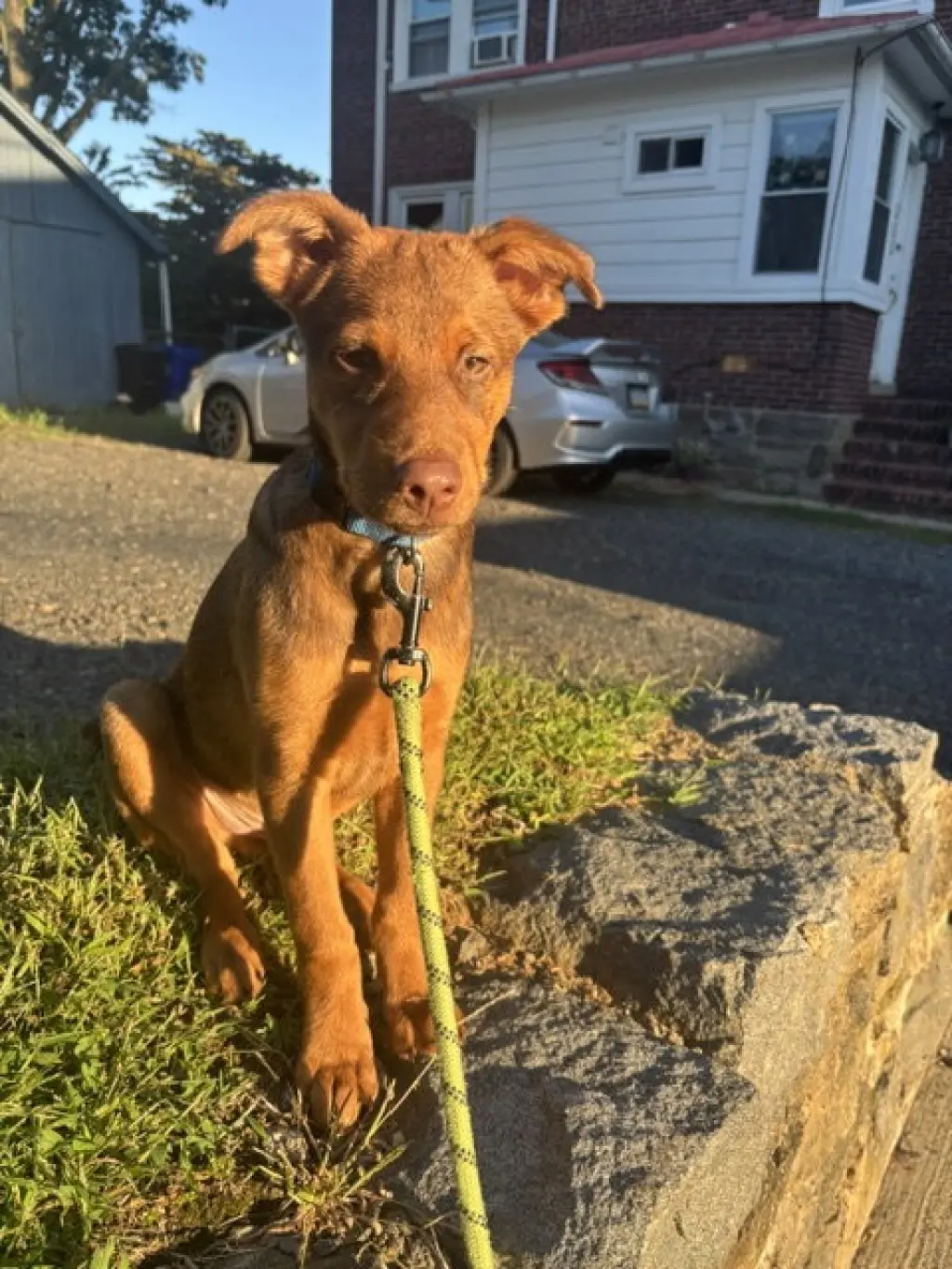 Otto